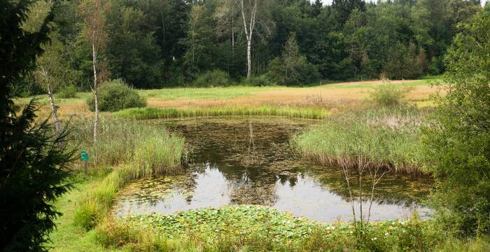 Weiherlandschaft Vogelmoos. Foto: Samuel Ehrenbold