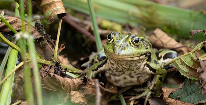 Wasserfrosch. Foto: Sonja Häcki