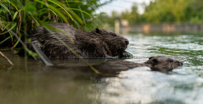 Biber an der Reuss. Foto: Roman Willi