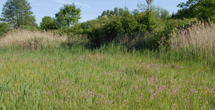 Seggensumpf im Ronfeld