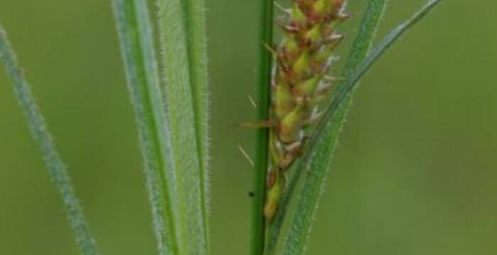 Behaarte Segge (carex hirta)