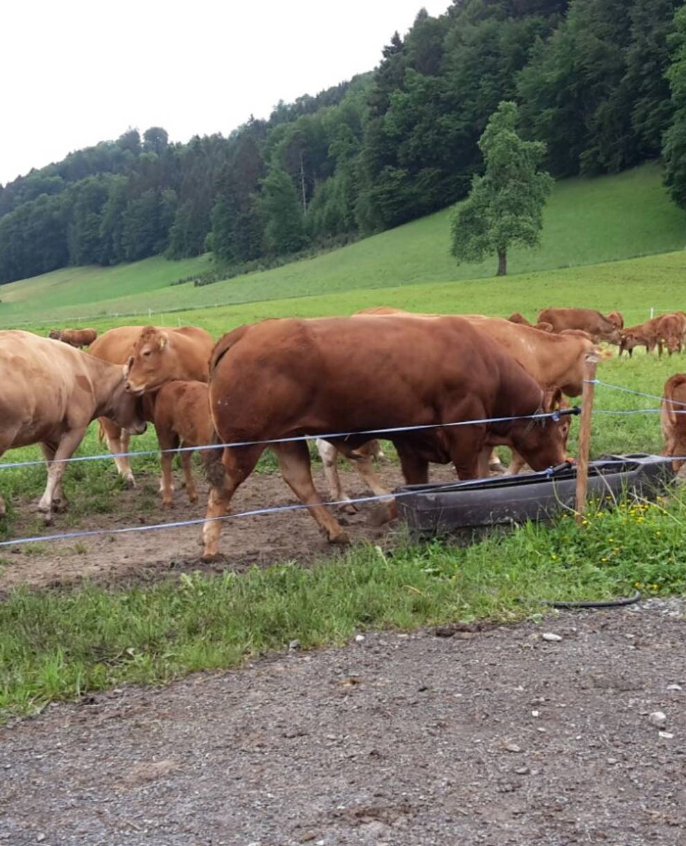 Weidehaltung verursacht weniger Emissionen als eine Stallhaltung - Foto: Pro Natura Luzern