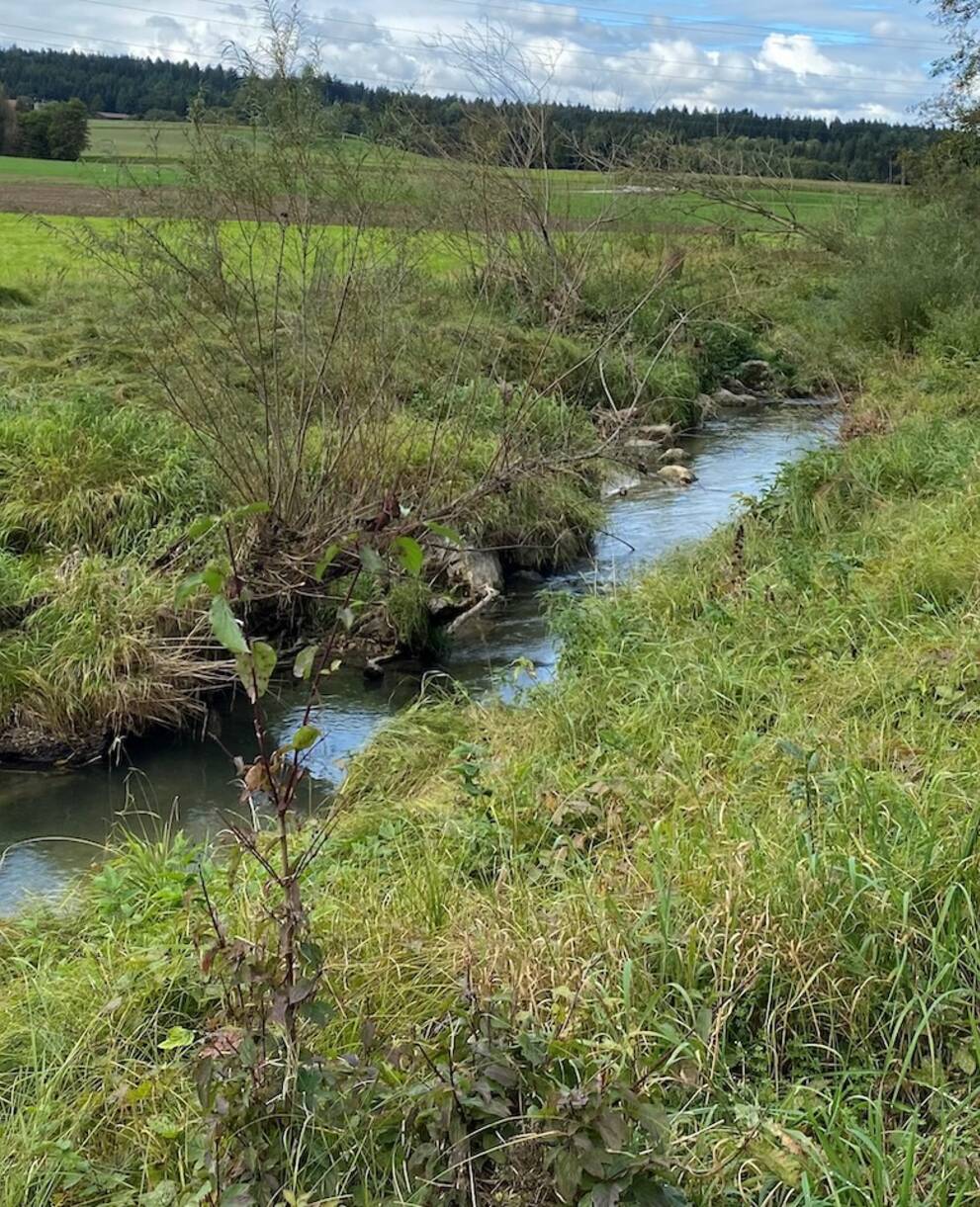 Lebensraum Pfaffnere. Foto: Aktion Biber & Co