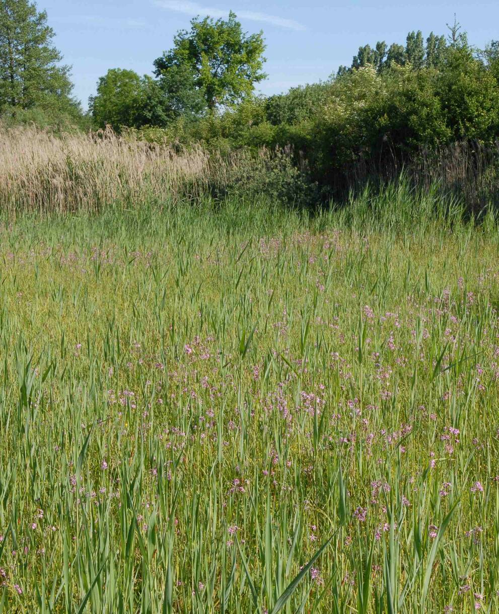 Seggensumpf im Ronfeld