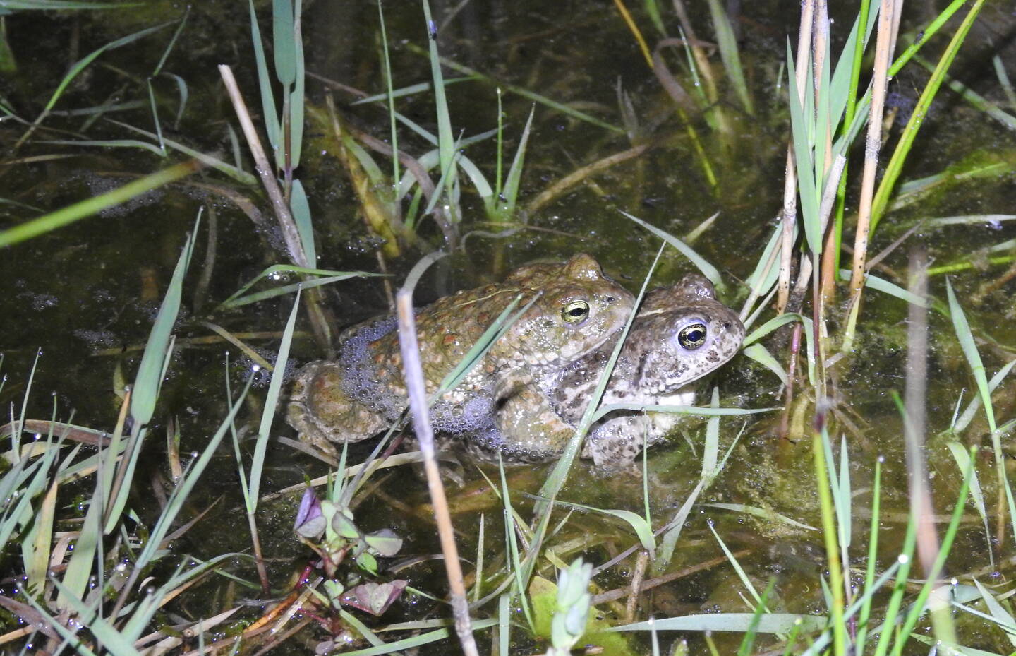 Kreuzkröten im Schutzgebiet Grueb Triengen. Foto: Nicola Haltiner